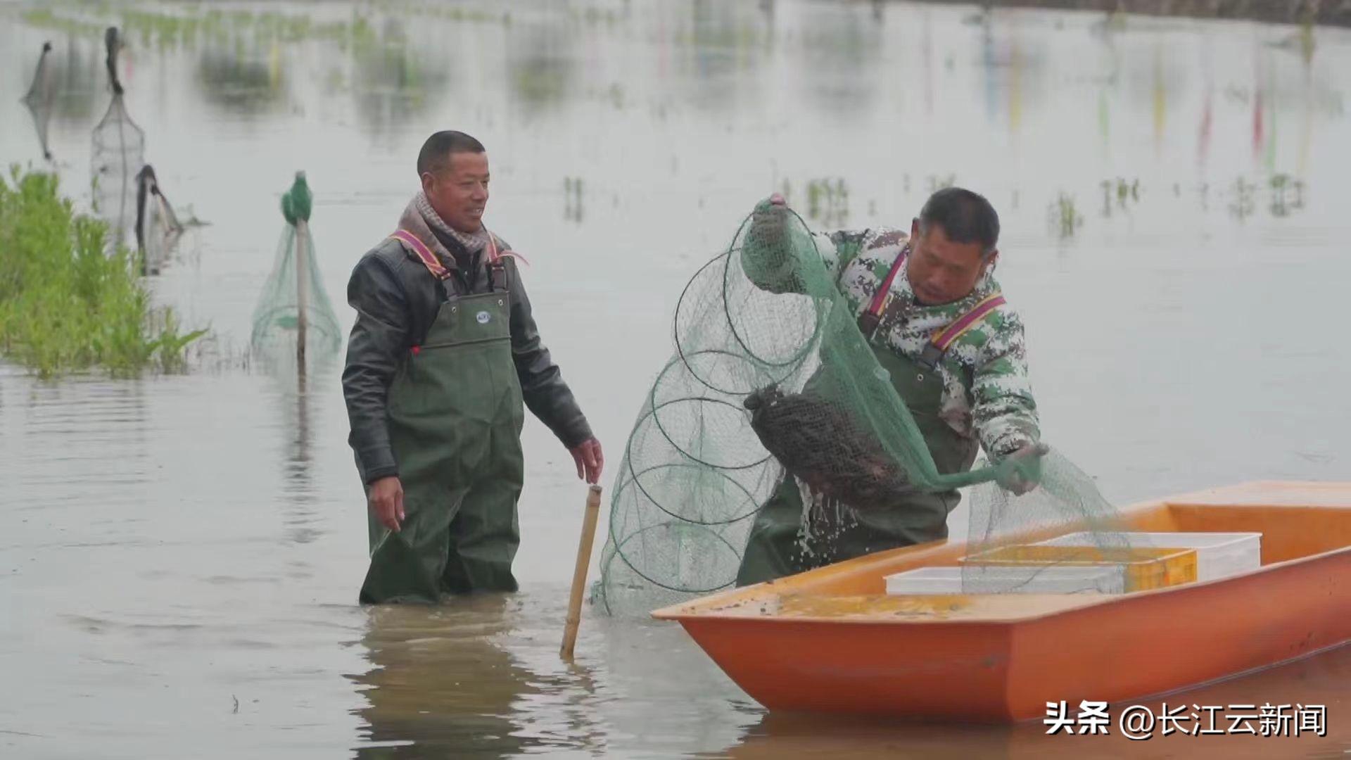 小龙虾“命运的齿轮”,从这里开始转动(图4) 小龙虾“命运的齿轮”,从这里开始转动(图4)